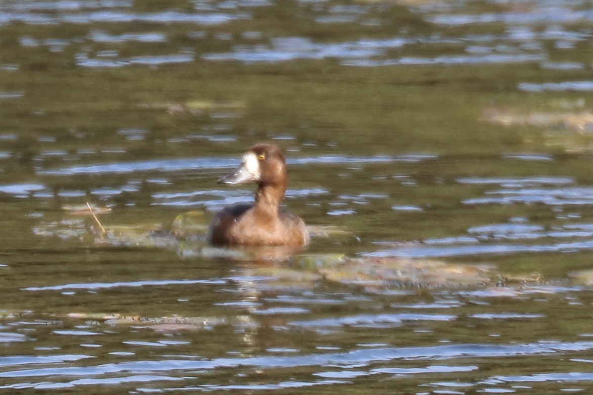 Greater Scaup - ML177765661