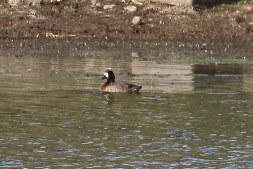 Greater Scaup - ML177765671