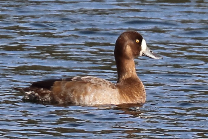 Greater Scaup - ML177765731