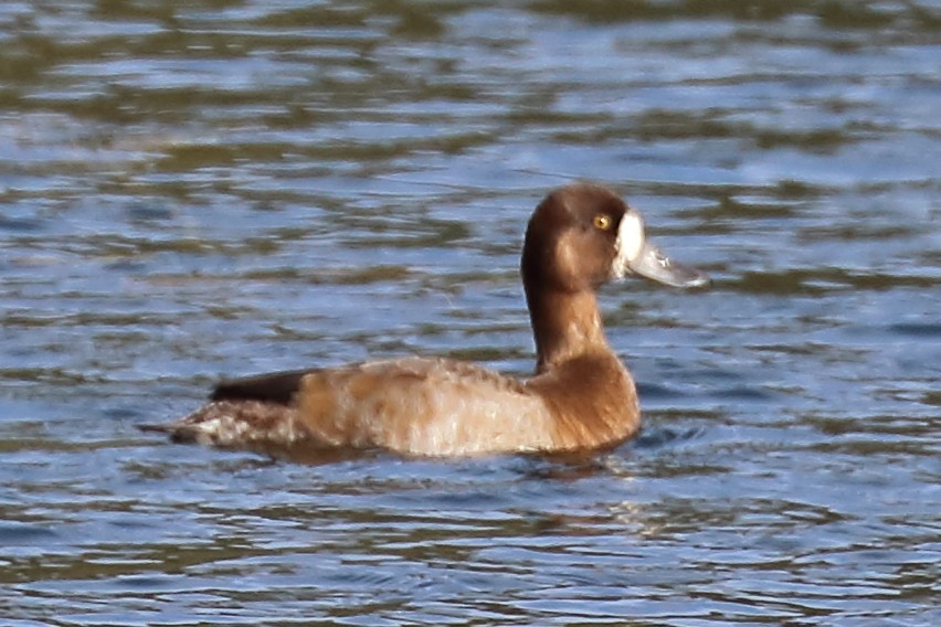 Greater Scaup - ML177765751