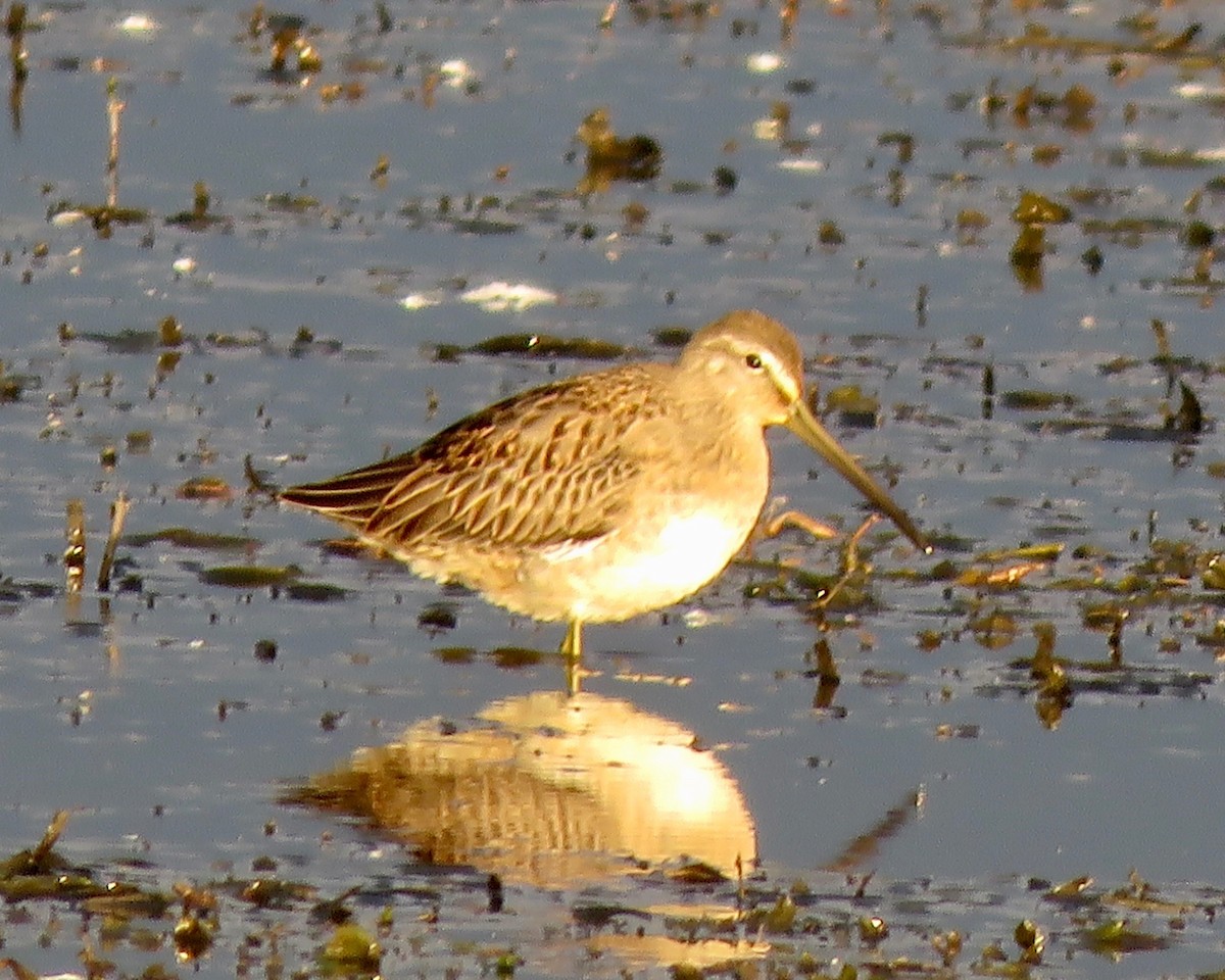 Long-billed Dowitcher - Jim Mead