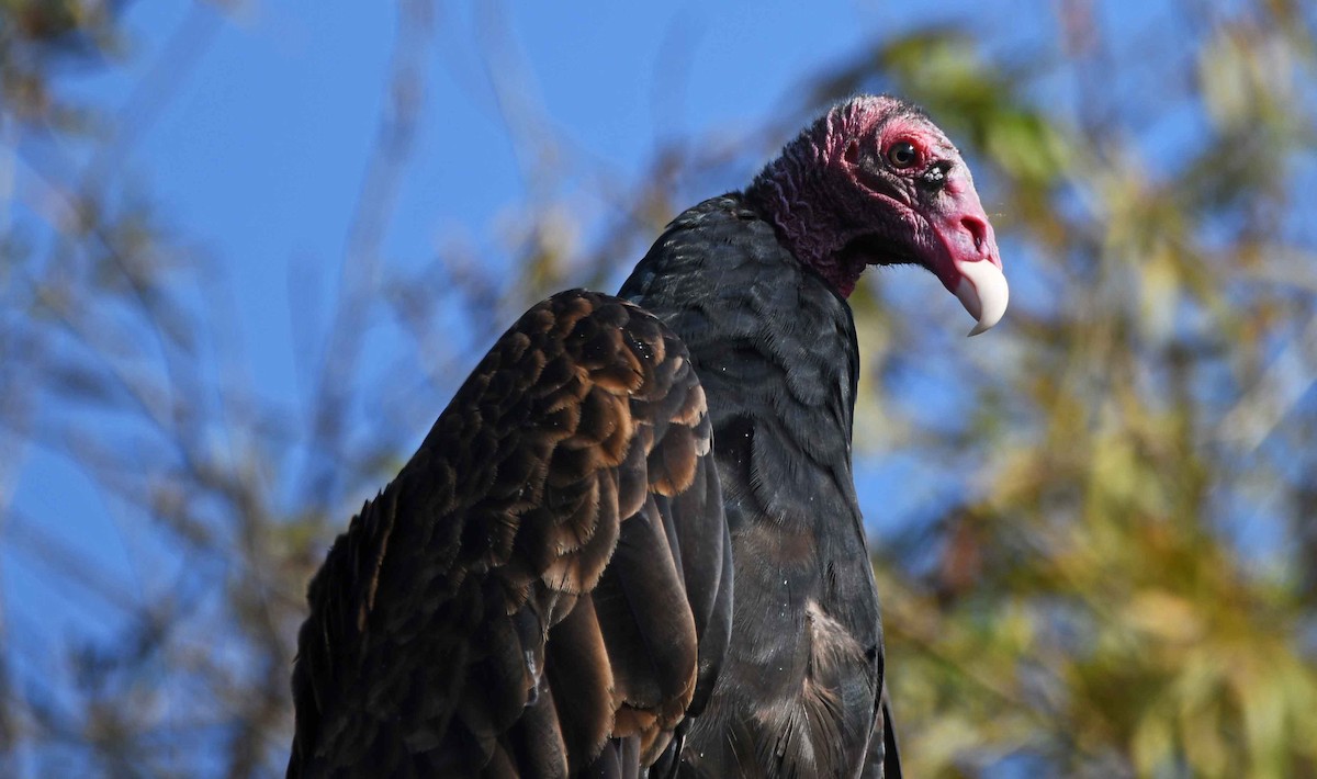 Turkey Vulture - ML177784761