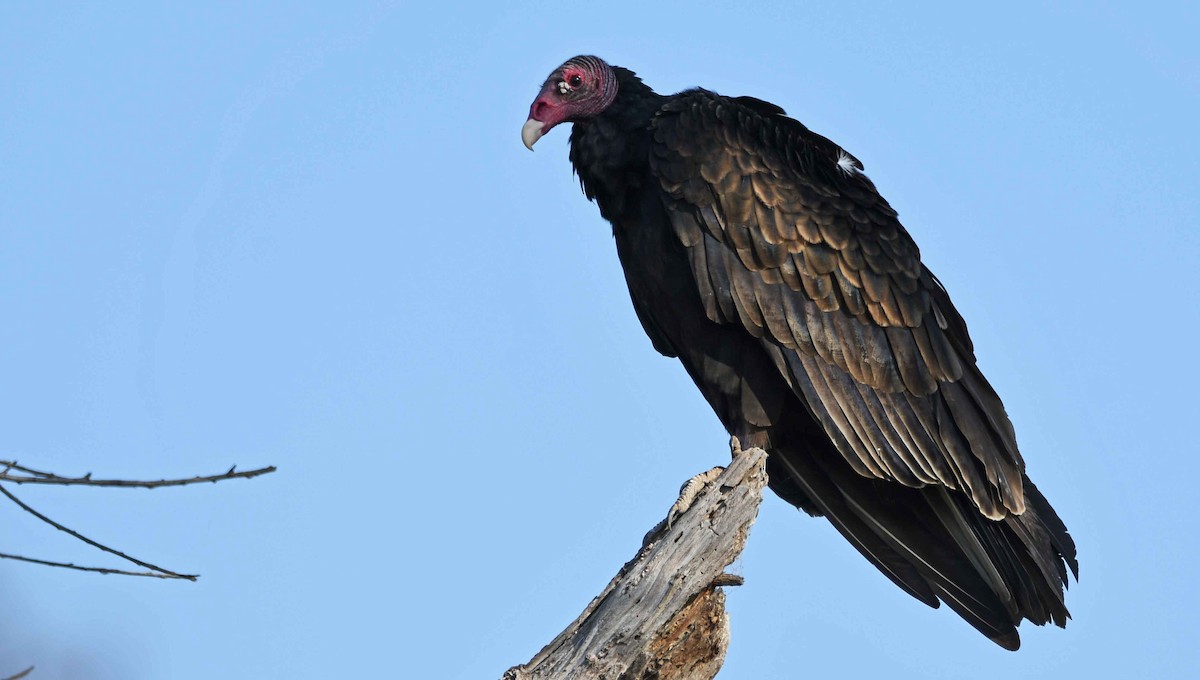 Turkey Vulture - ML177784771