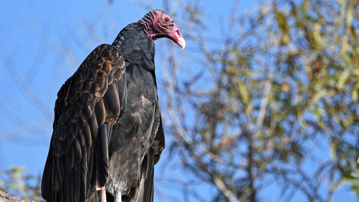 Turkey Vulture - ML177784791