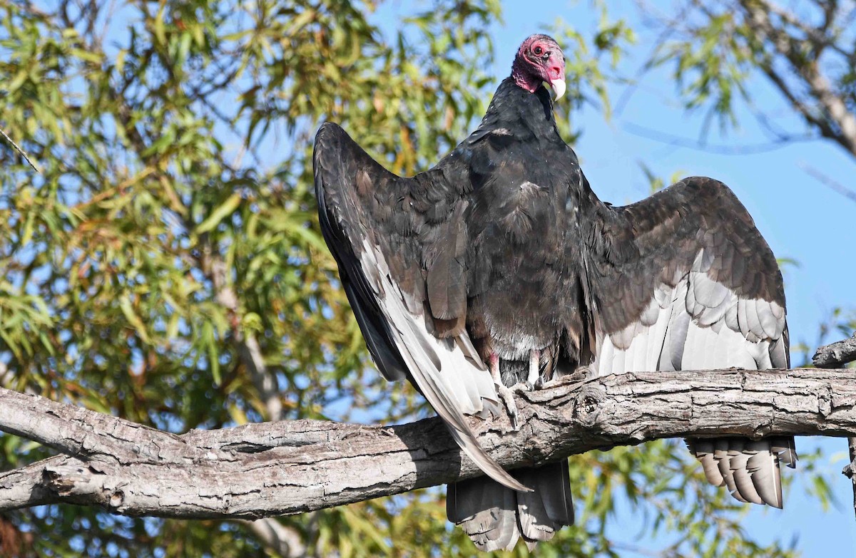 Turkey Vulture - ML177784811