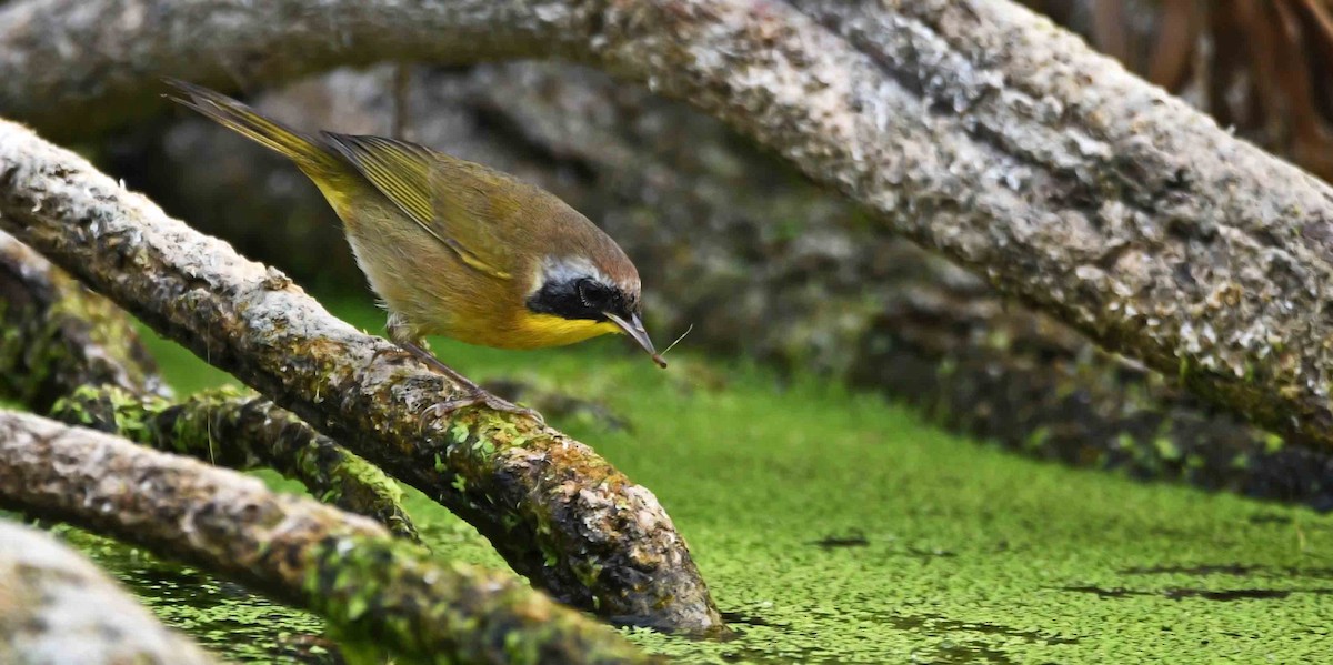 Common Yellowthroat - Rodney Gast