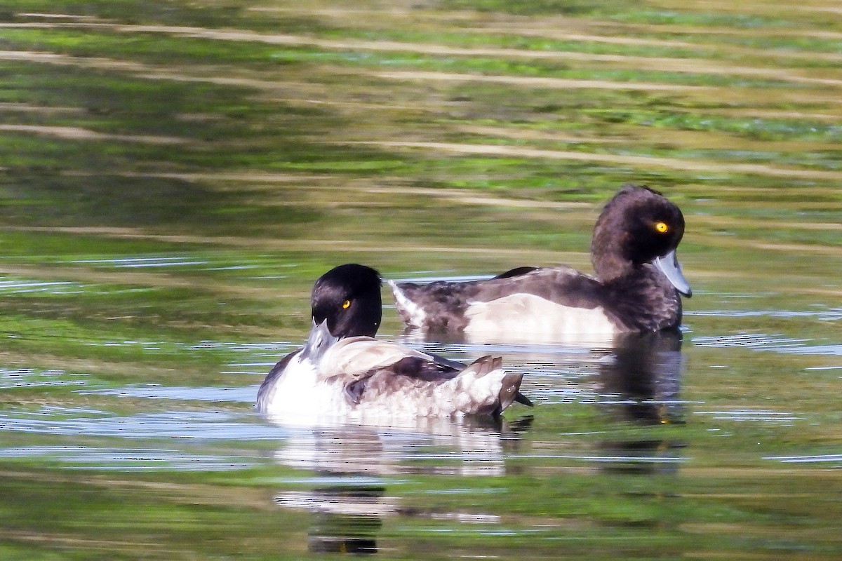 Tufted Duck - Pat Hare