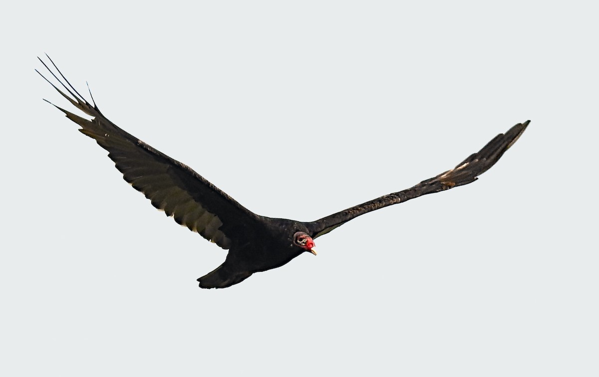 Turkey Vulture - Theresa Dobko (td birder)