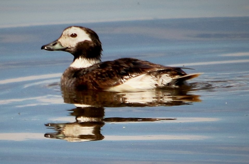 Long-tailed Duck - ML177790041
