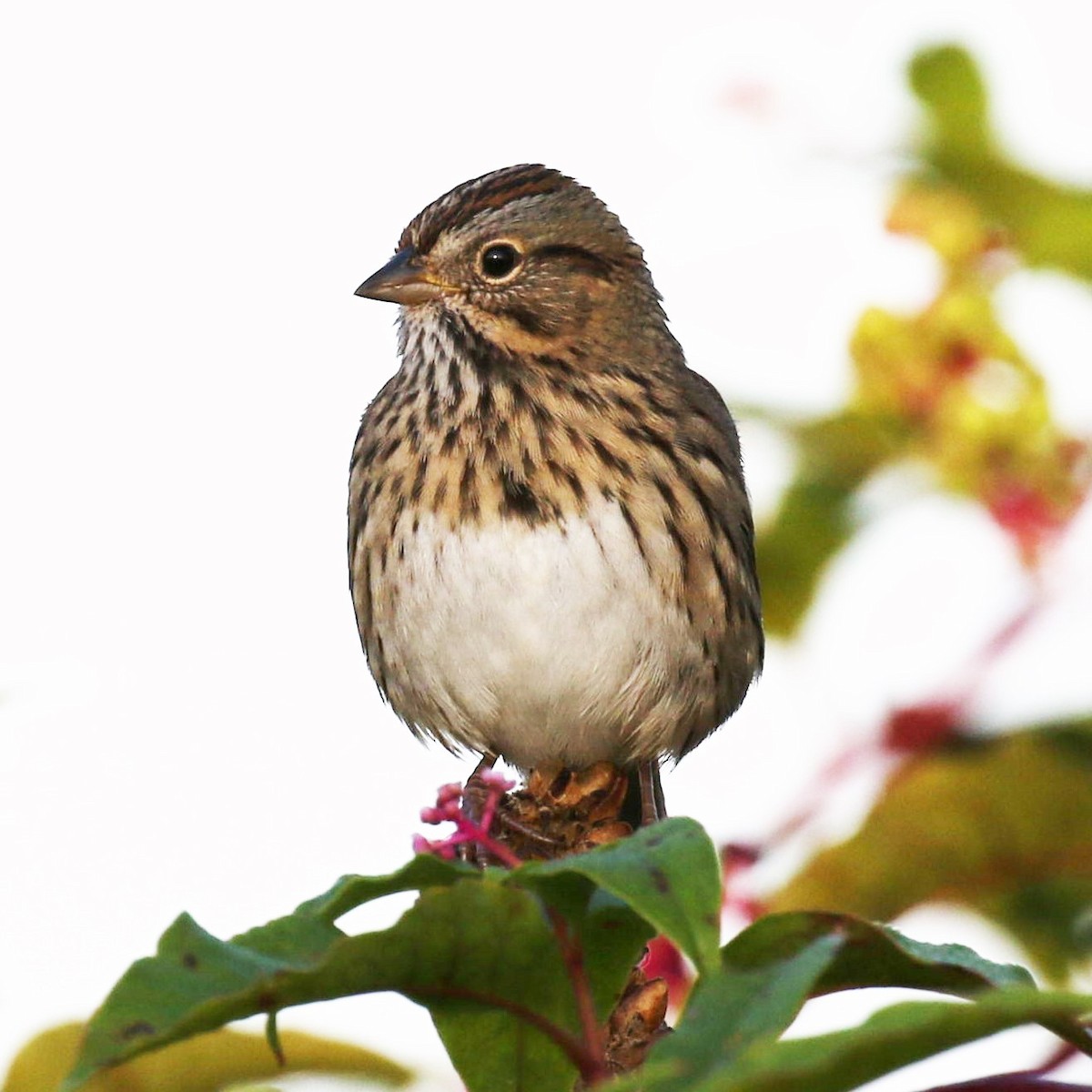 Lincoln's Sparrow - Mjack  13