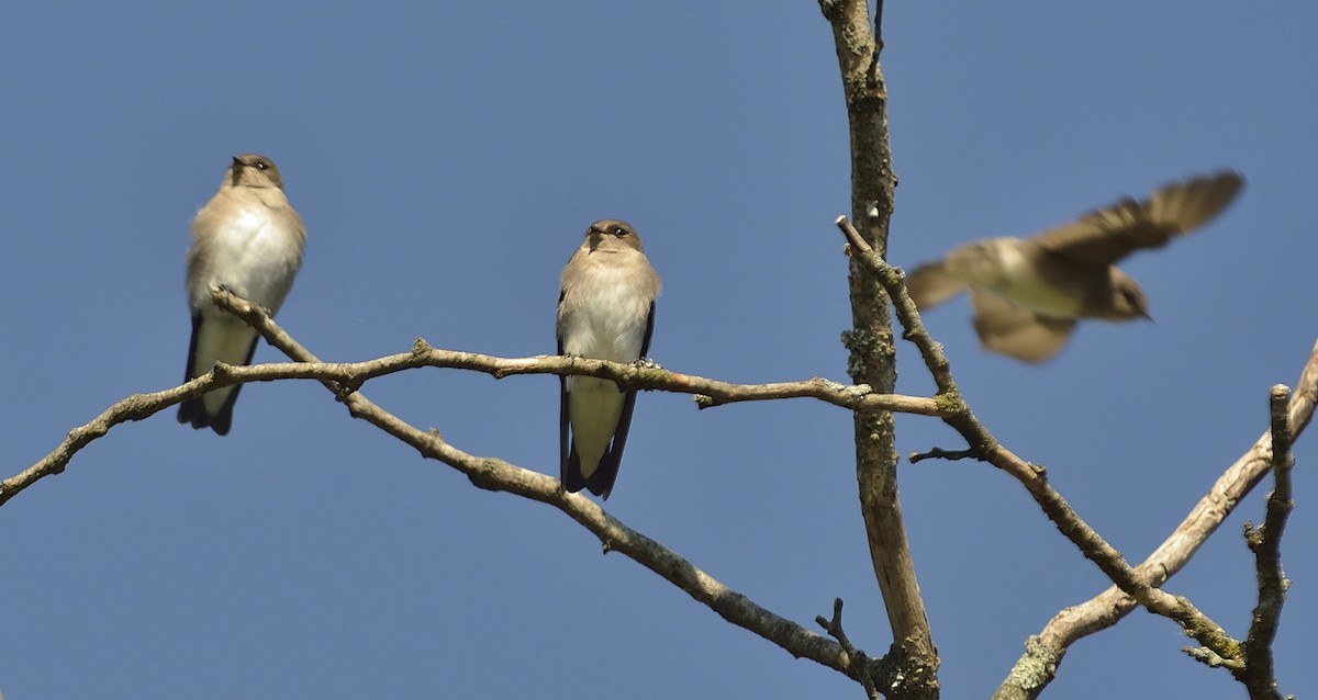 Northern Rough-winged Swallow - Donald Casavecchia