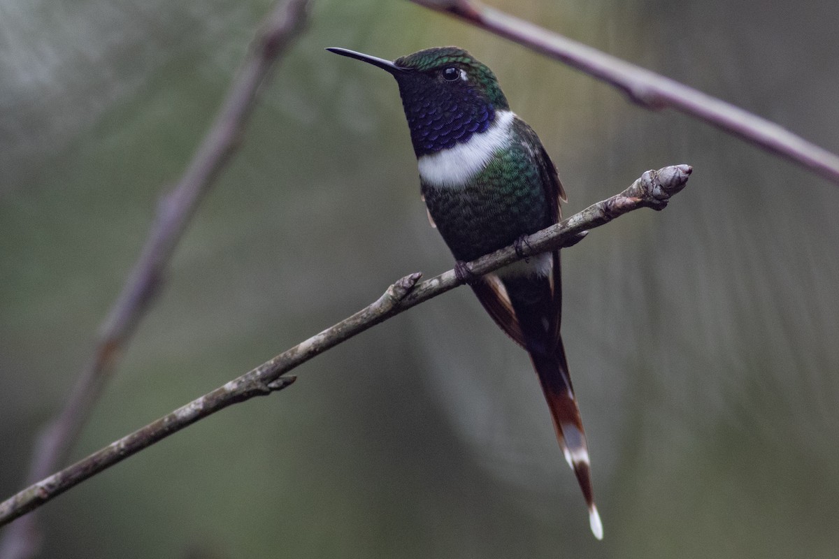 Sparkling-tailed Hummingbird - Francis Canto Jr