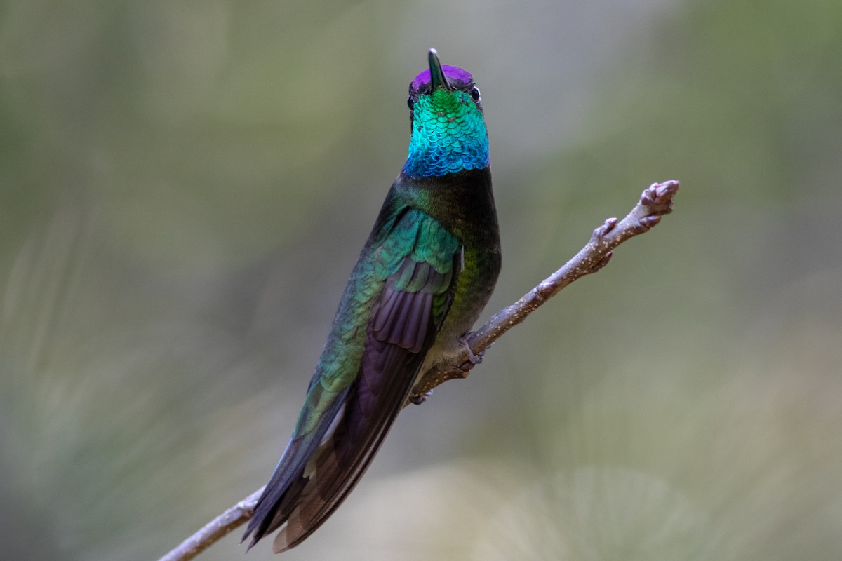 kolibřík skvostný - ML177796591