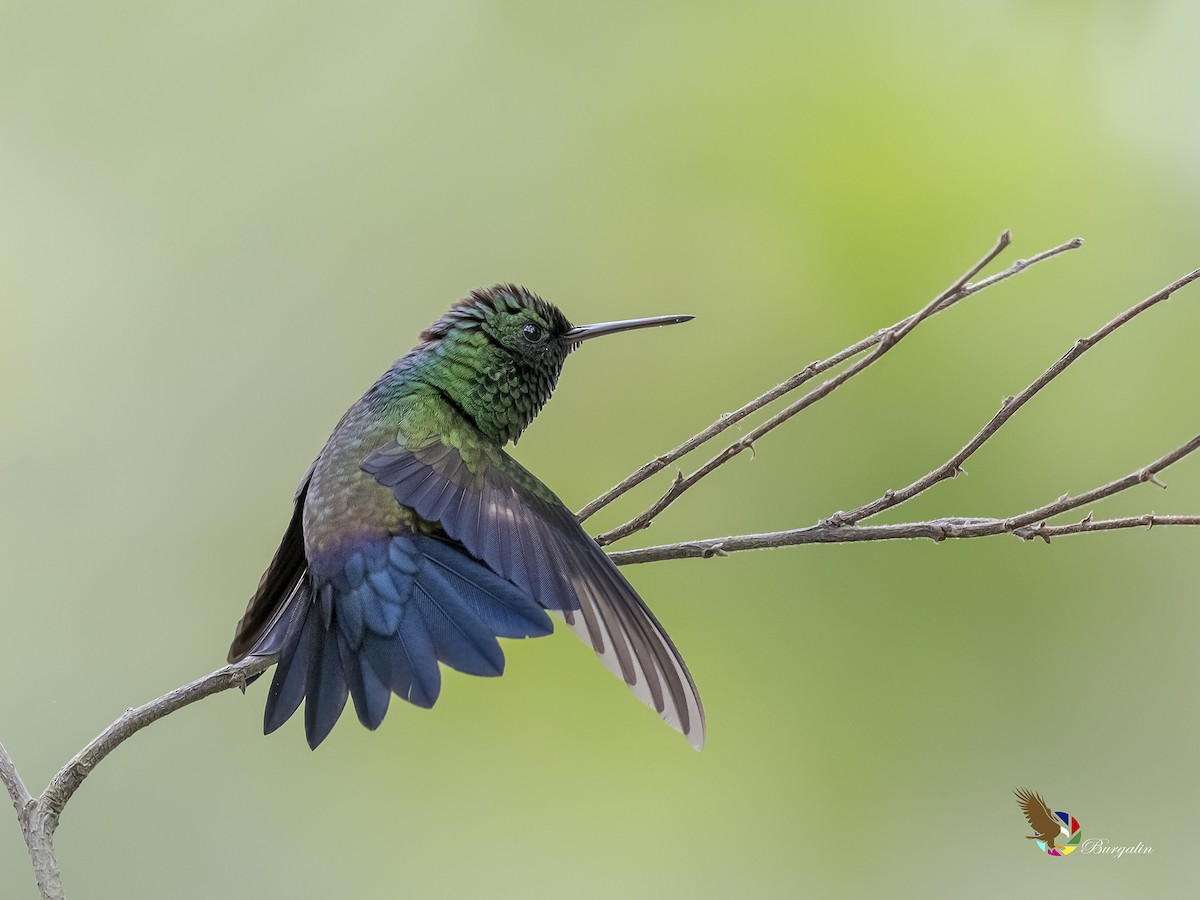 Blue-vented Hummingbird - fernando Burgalin Sequeria