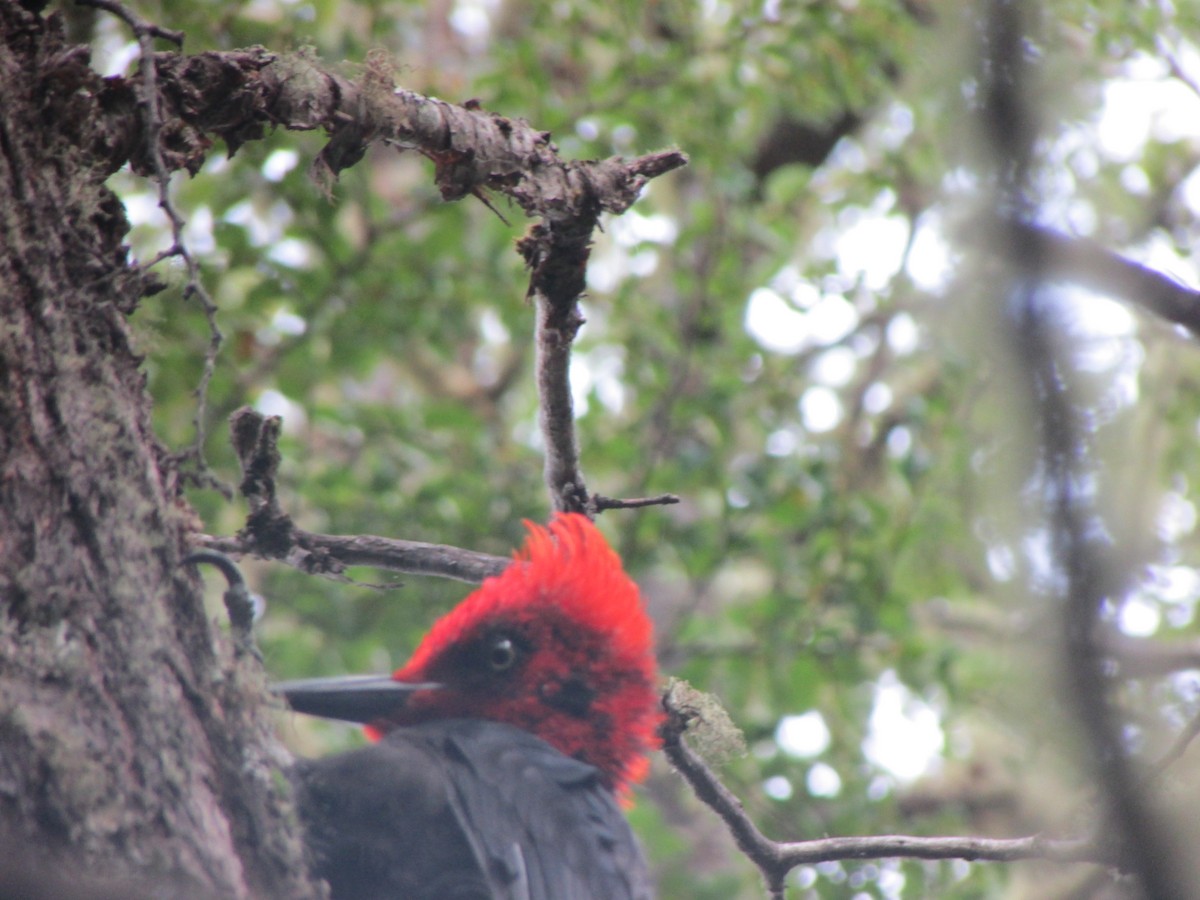 Magellanic Woodpecker - Nelson  Contardo