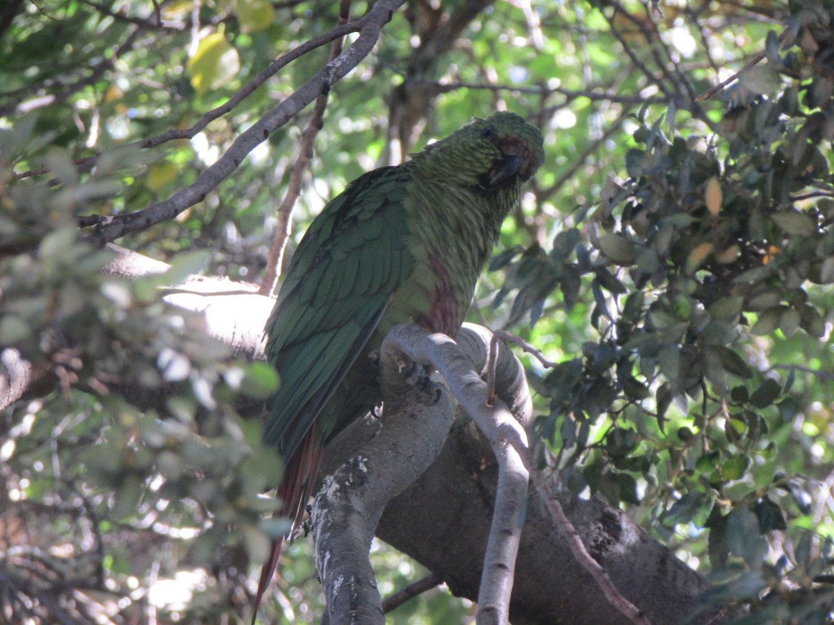 Austral Parakeet - Nelson  Contardo