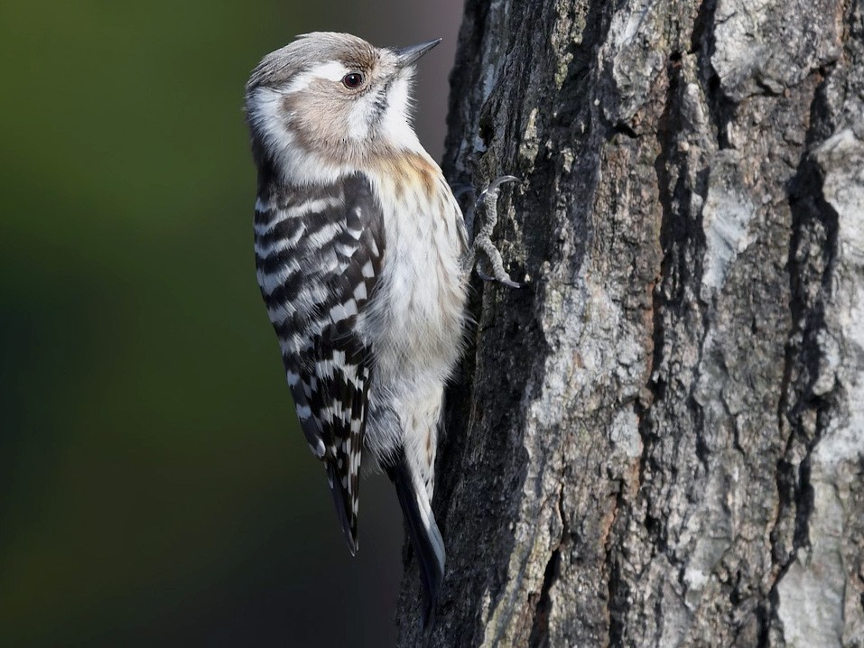 Japanese Pygmy Woodpecker - Andrew Whitehouse