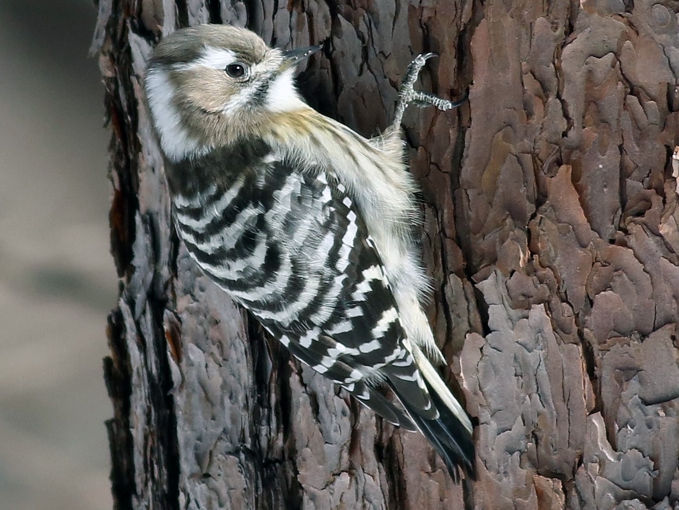コゲラ Ebird