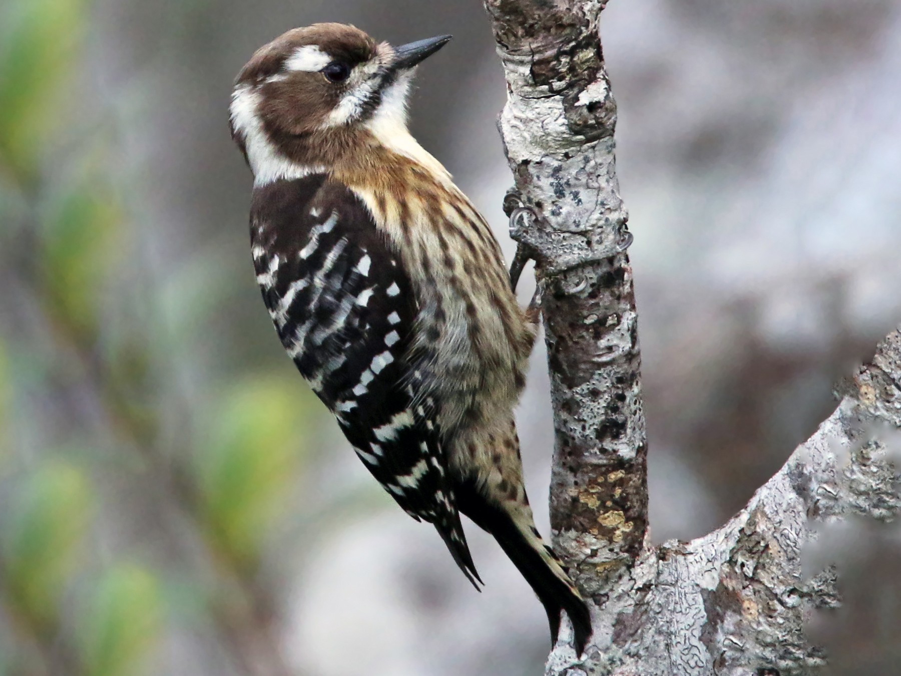 Japanese Pygmy Woodpecker - Ian Davies