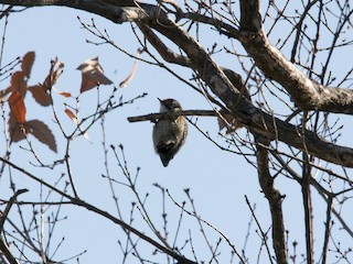Japanese Pygmy Woodpecker - eBird