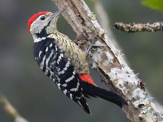  - Stripe-breasted Woodpecker
