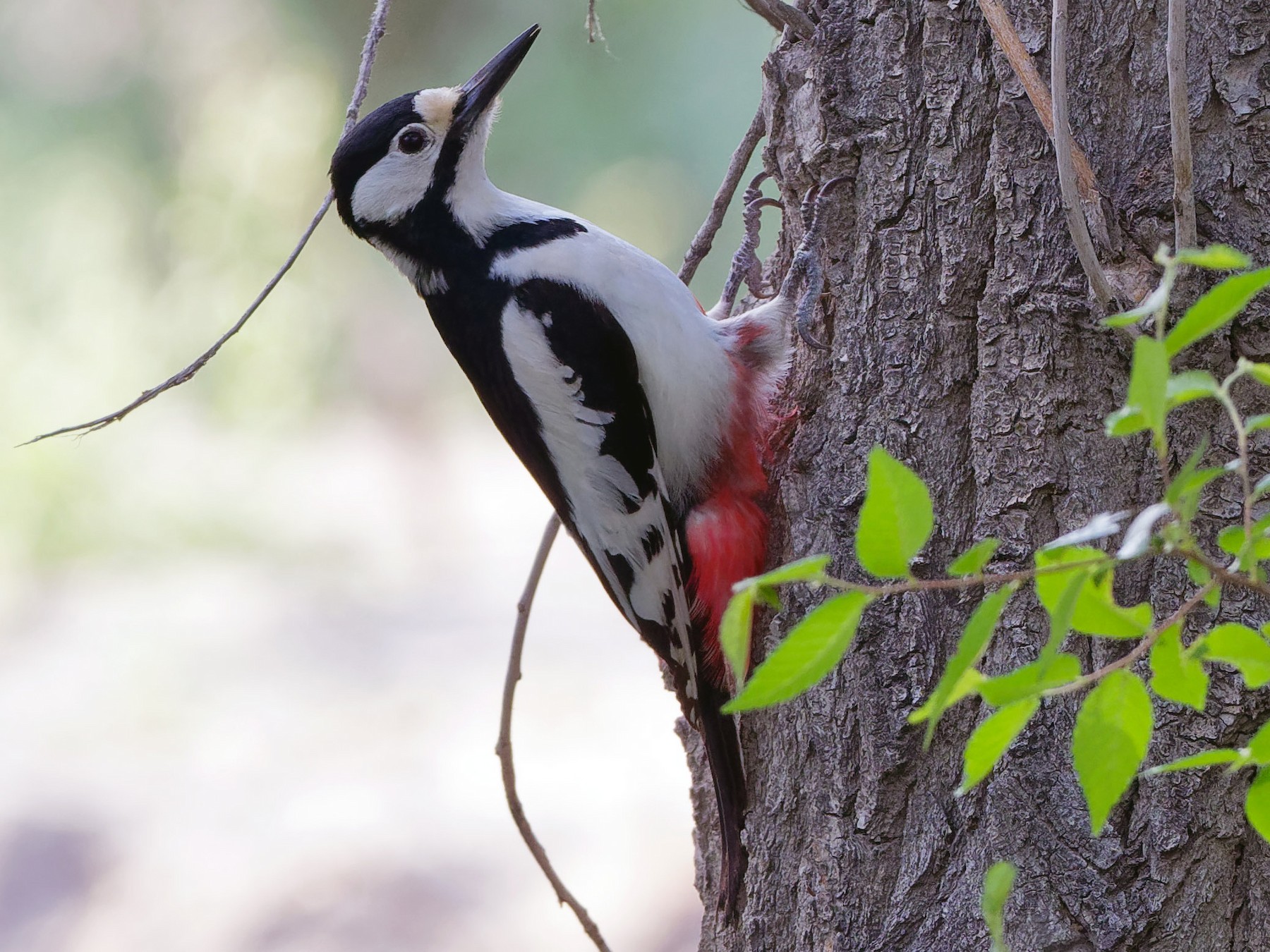 White-winged Woodpecker - Vincent Wang