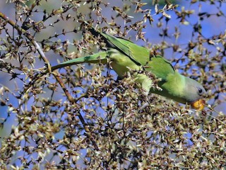ハイガシラホンセイインコ - eBird