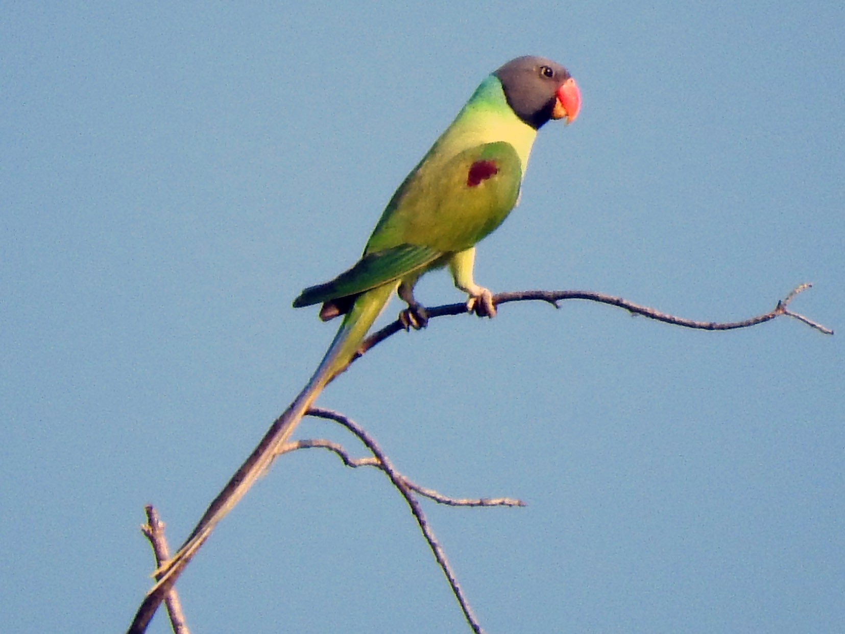 Gray-headed Parakeet - Cole Gaerber