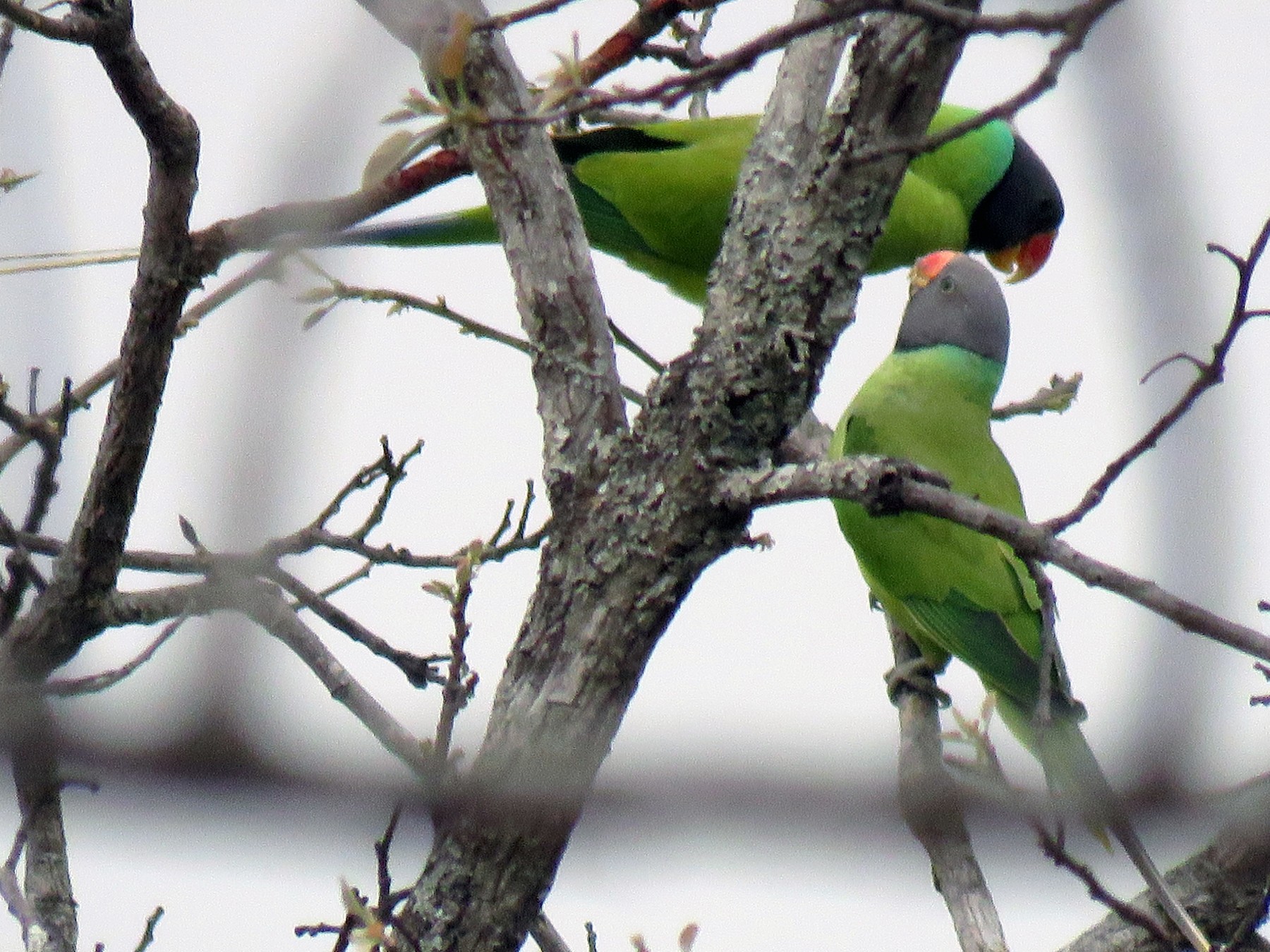 Gray-headed Parakeet - Thomas Brooks