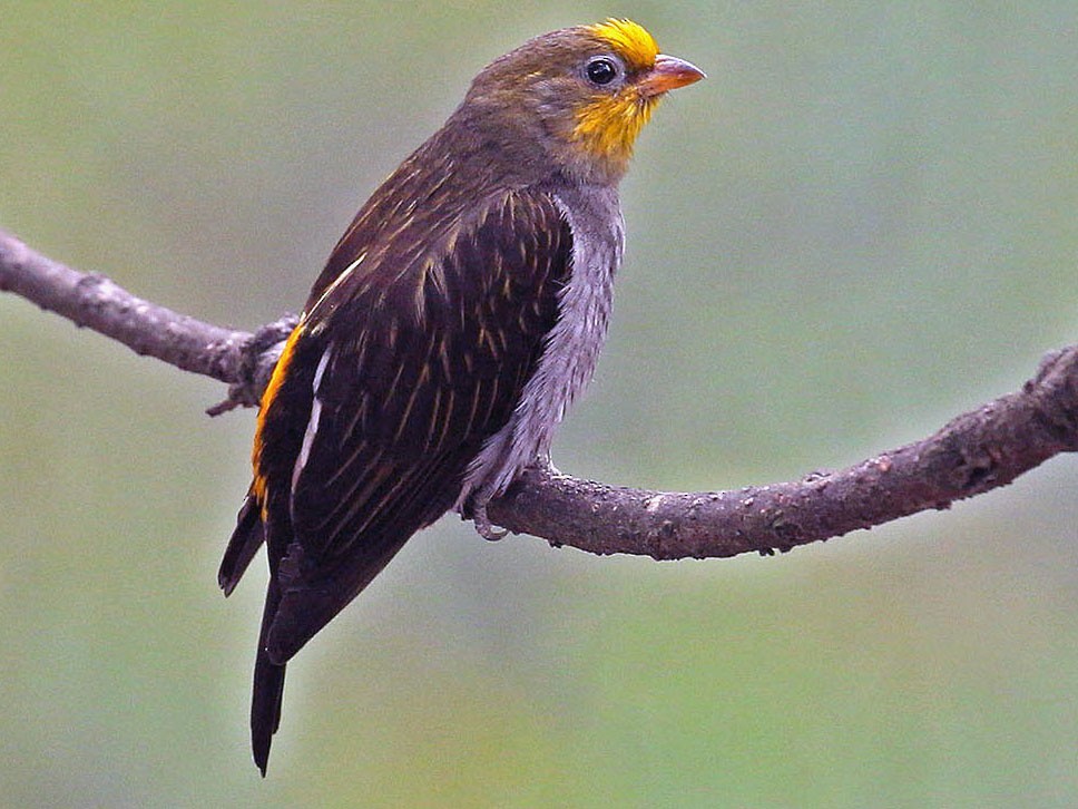 Yellow-rumped Honeyguide - eBird