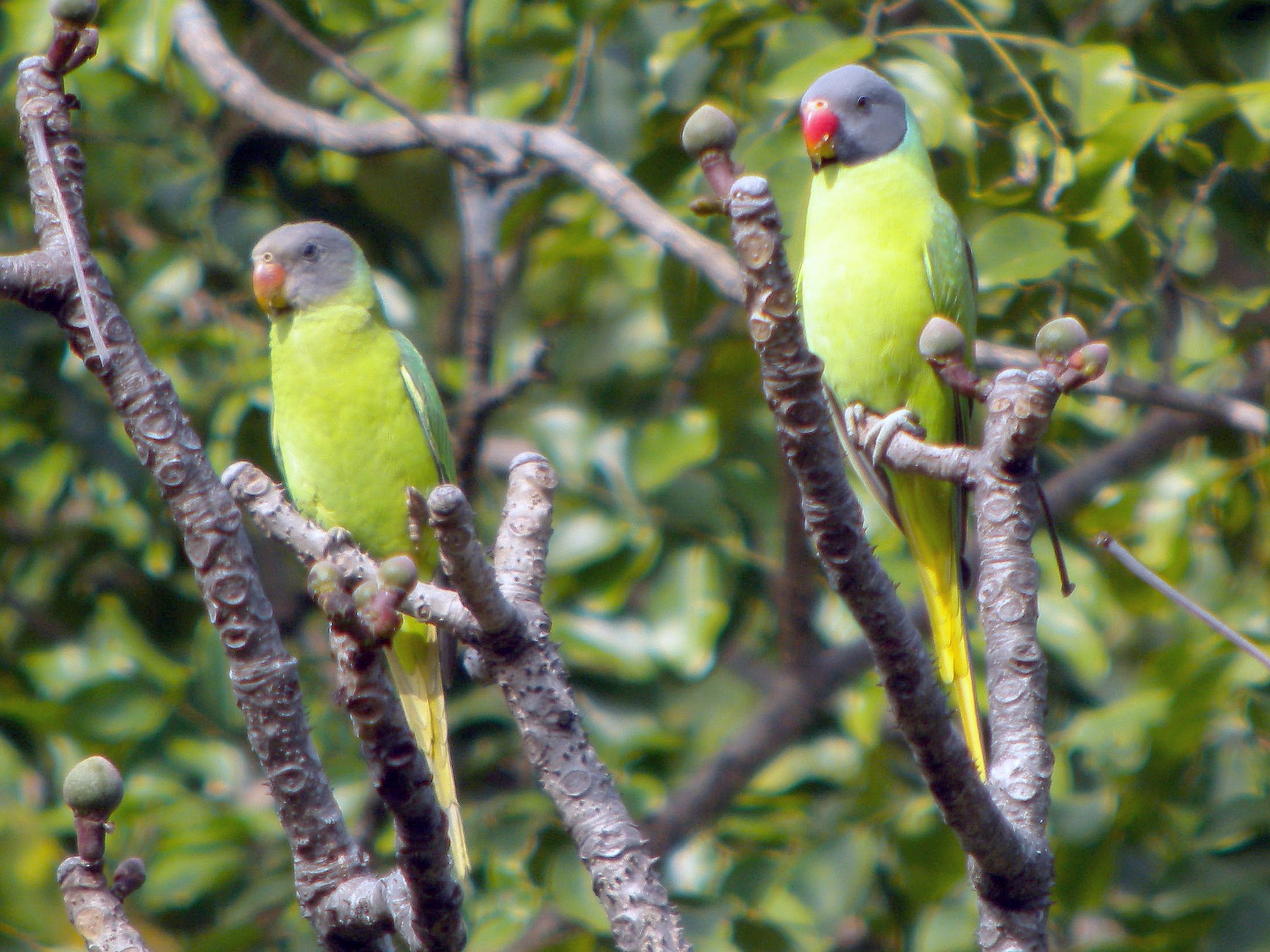 Gray-headed Parakeet - Nigel Voaden