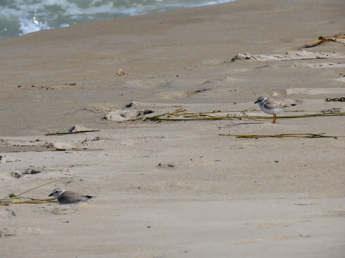 Piping Plover - ML177806731