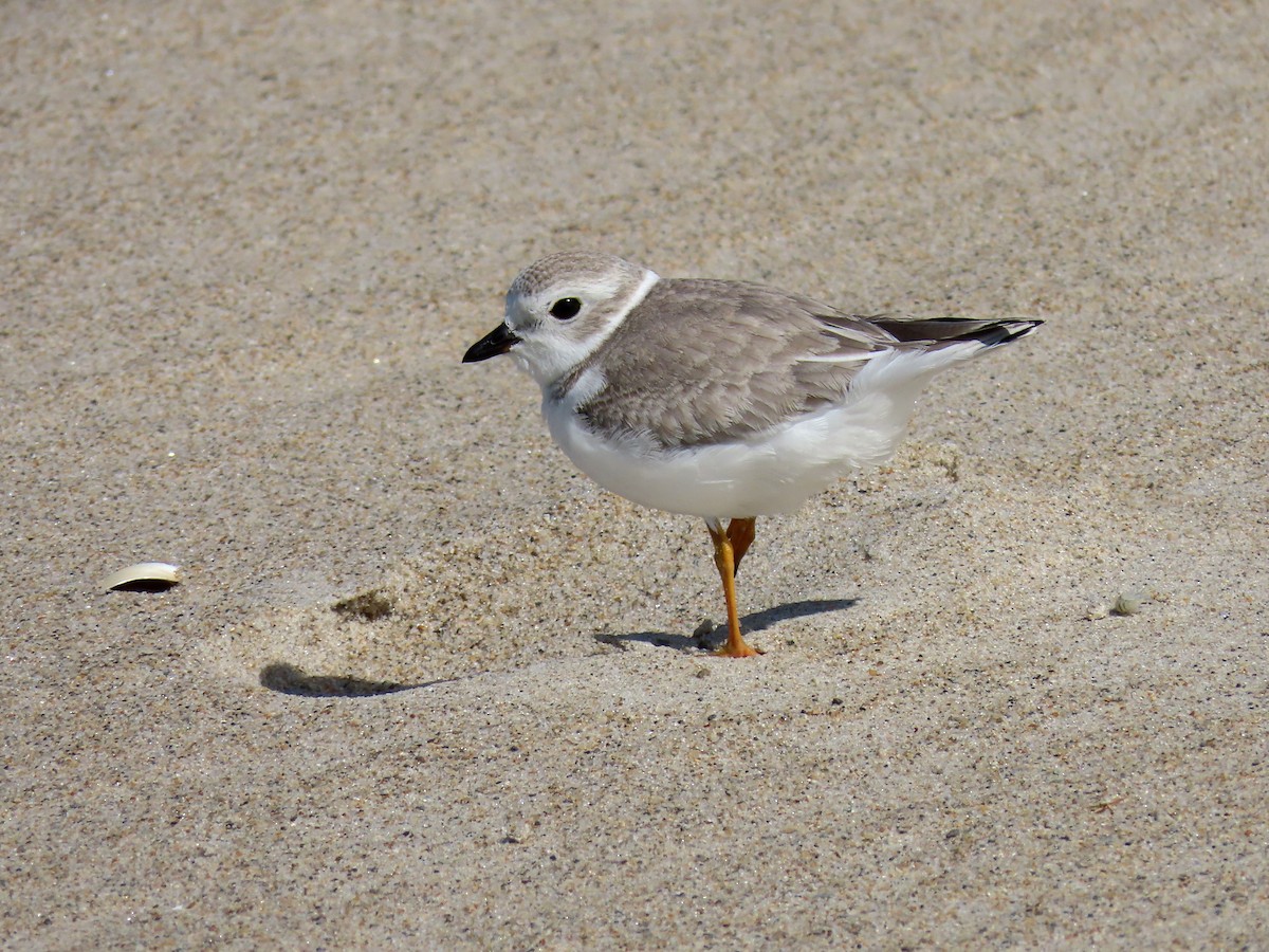 Piping Plover - ML177806801