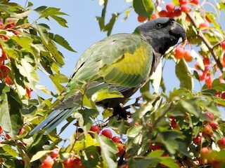 Derbyan Parakeet - Psittacula derbiana - Birds of the World