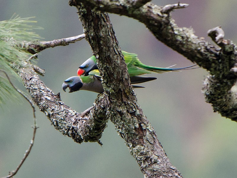 Derbyan Parakeet - Saurabh Sawant