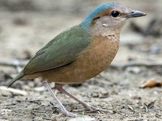 Blue-rumped Pitta - Hydrornis soror - Birds of the World