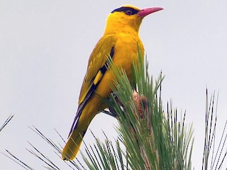  - Slender-billed Oriole