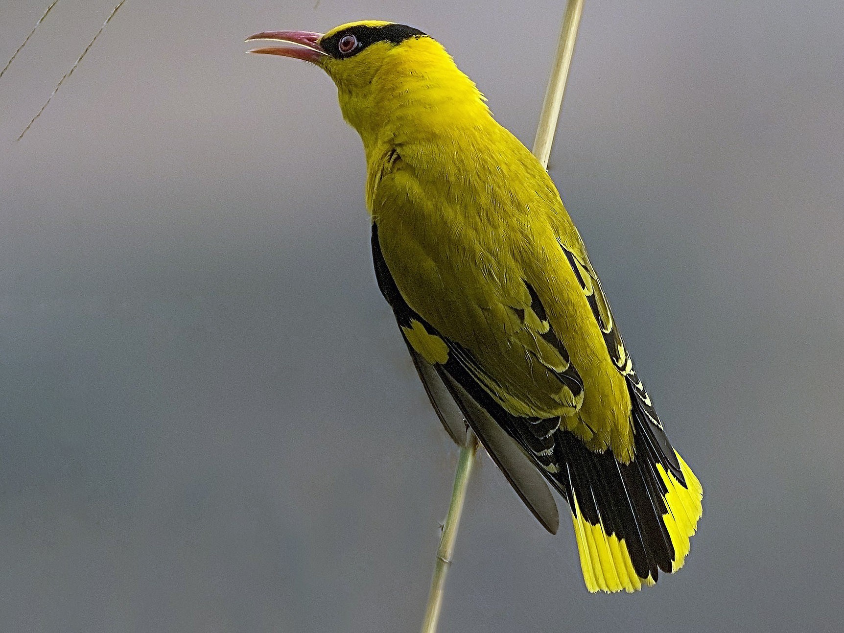 Slenderbilled Oriole eBird