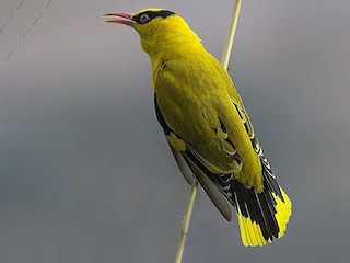 นกเต็มวัย - Shivayogi Kanthi - ML177808021