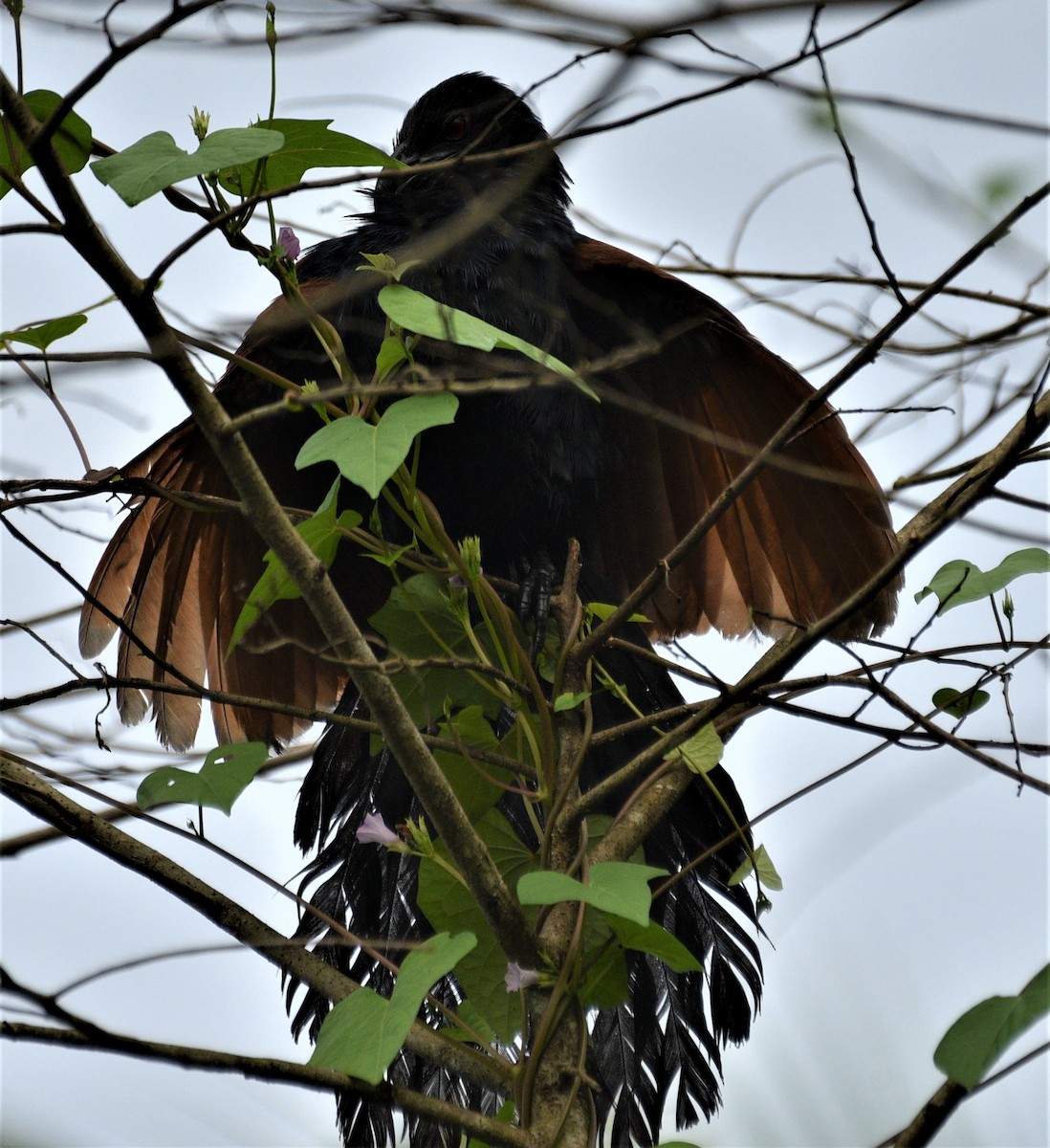 Greater Coucal - ML177808831