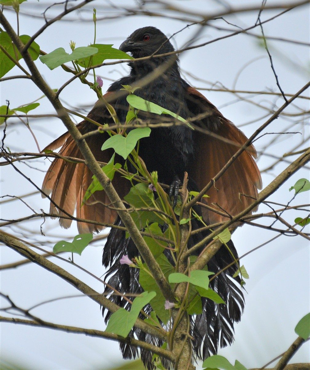 Greater Coucal - ML177808841