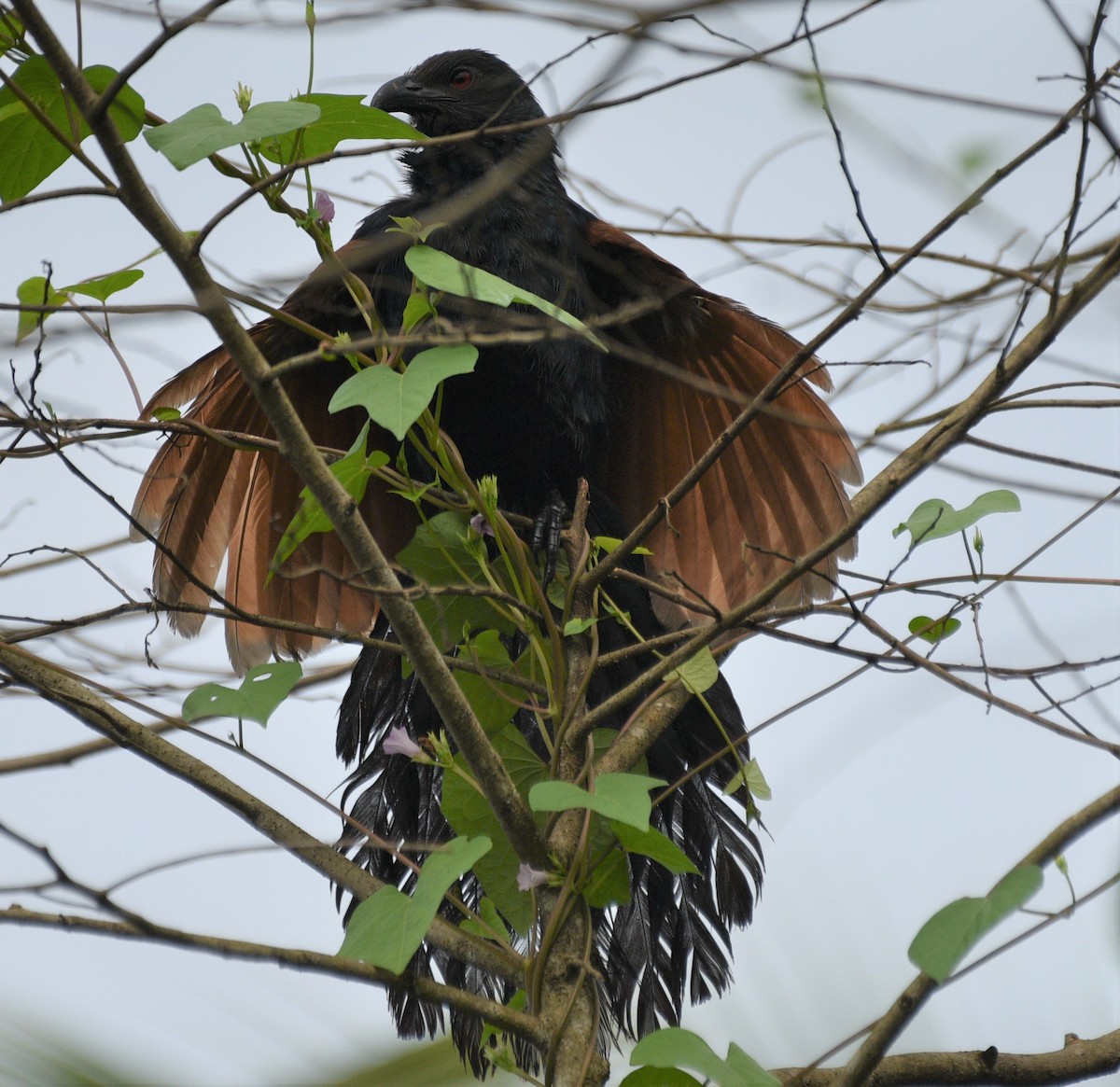 Greater Coucal - ML177808861