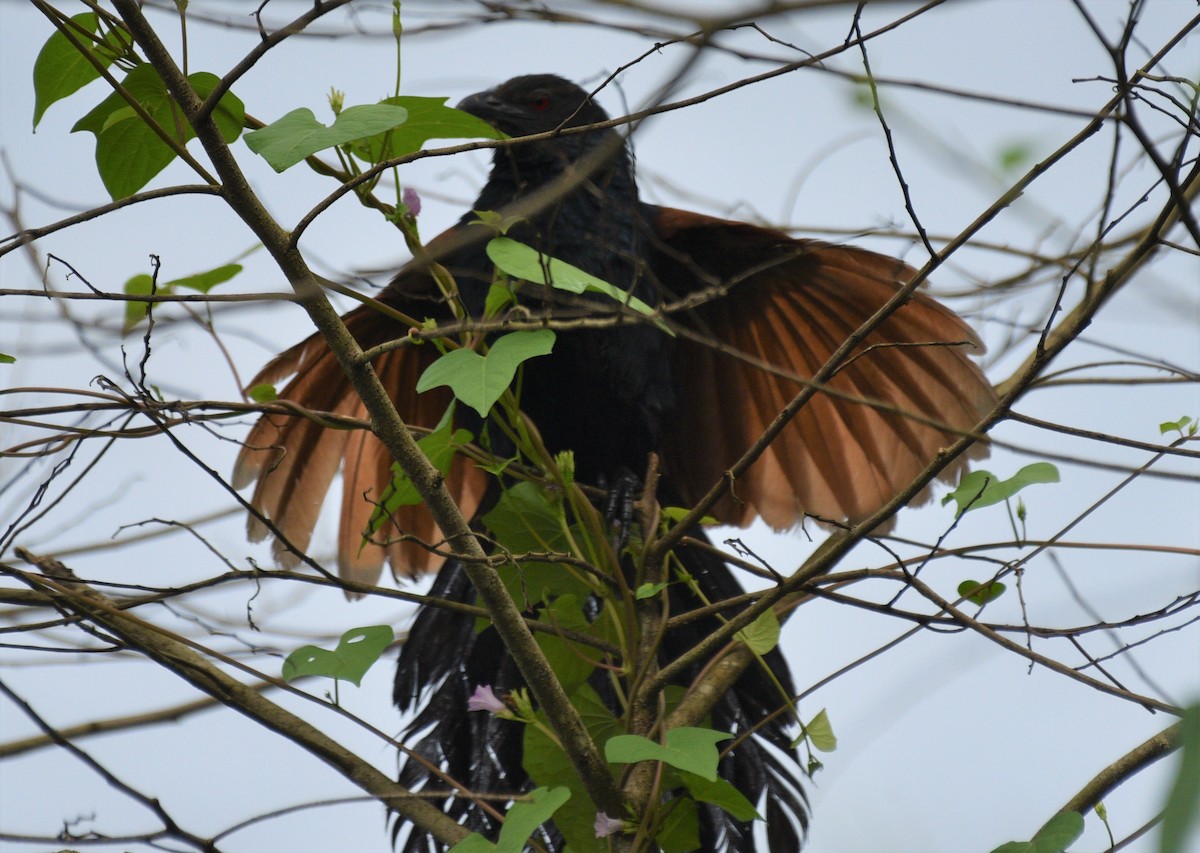 Greater Coucal - ML177808881