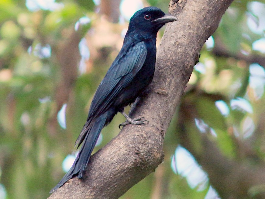 Crow-billed Drongo - Woraphot Bunkhwamdi