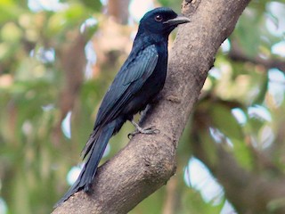 นกเต็มวัย - Woraphot Bunkhwamdi - ML177809391