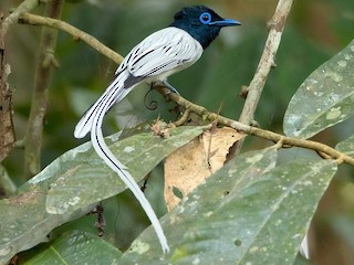 Male white morph - Ayuwat Jearwattanakanok - ML177809511