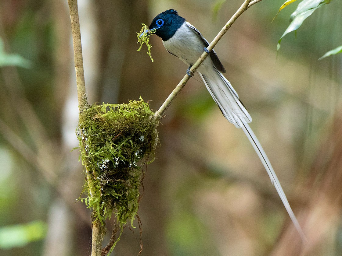 Blyth's Paradise-Flycatcher - Ayuwat Jearwattanakanok