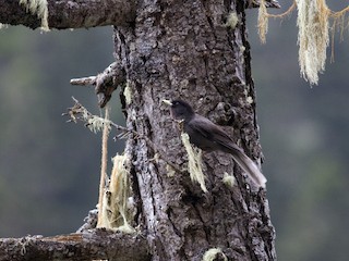 Sichuan Jay - eBird