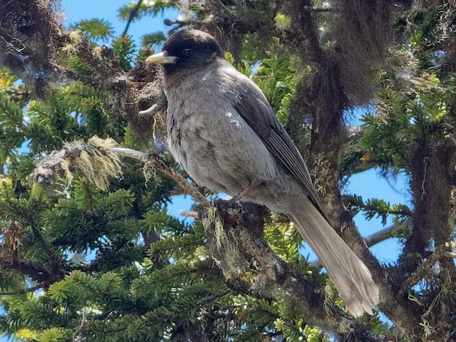Photos - Sichuan Jay - Perisoreus internigrans - Birds of the World
