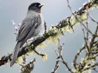 ハイイロカケス - eBird